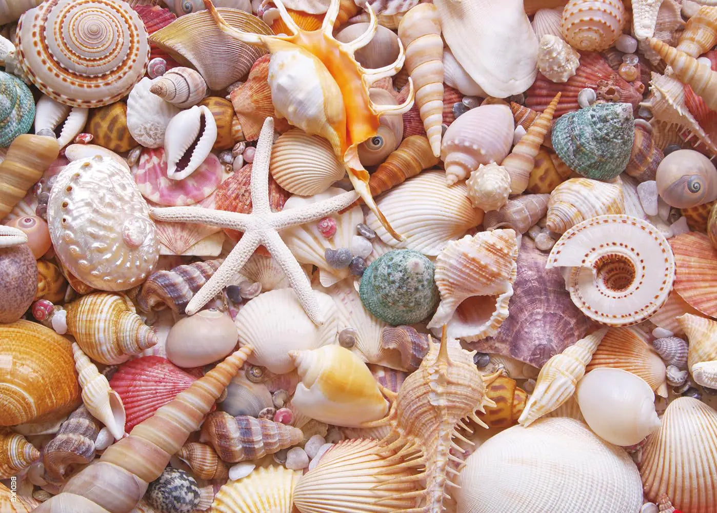 BEDUKE Jigsaw Puzzles for Adults 1000 Pieces Beach Shells 1000 Piece Puzzle Thick Sturdy Precise Interlocking Family Game Age 14+