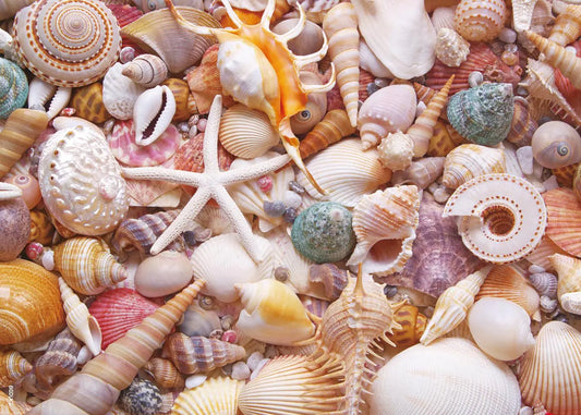 BEDUKE Jigsaw Puzzles for Adults 1000 Pieces Beach Shells 1000 Piece Puzzle Thick Sturdy Precise Interlocking Family Game Age 14+